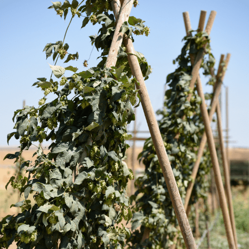 The Beginner's Guide to Growing Hops Lancaster Homebrew