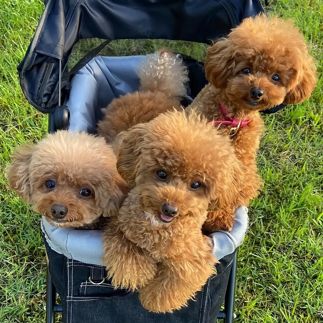 Lancaster Poodles Home of Quality Poodles Poodle Breeder