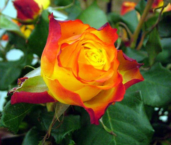 About the Tequila rose description and characteristics of the rose