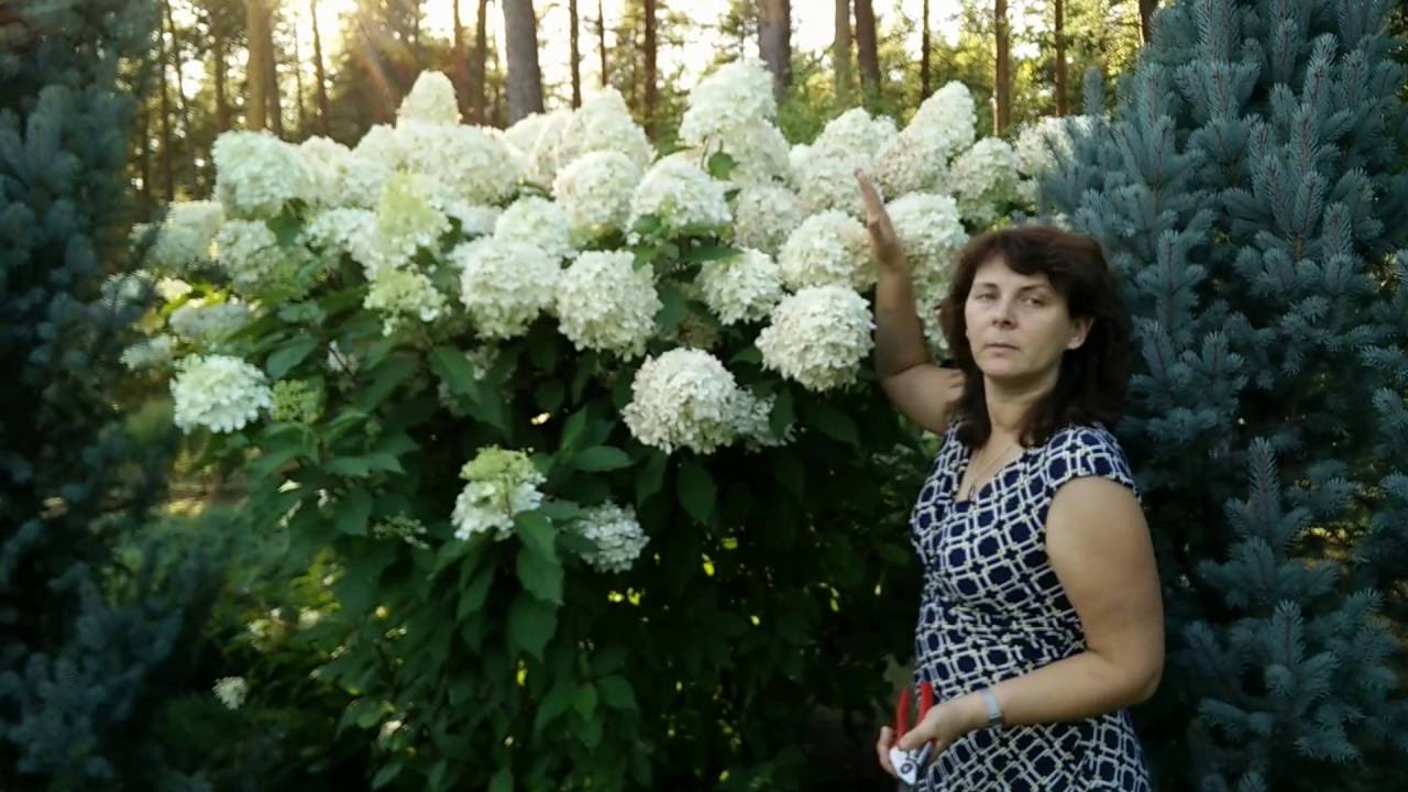 About the Phantom hydrangea variety description, planting conditions