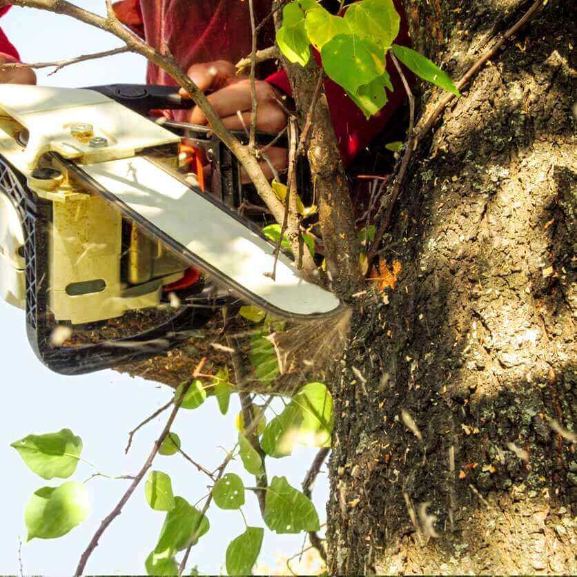 Overview Tree Removal & Tree Trimming Services We Offer In Southern NH