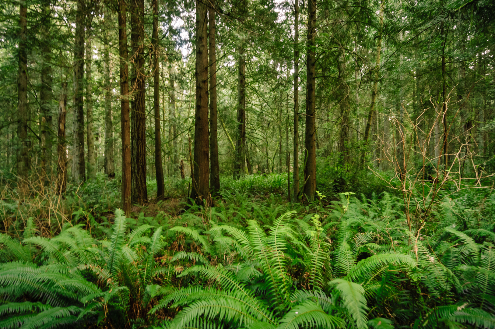 Bainbridge Island Land for sale, Puget Sound, 10 Acres, Seattle