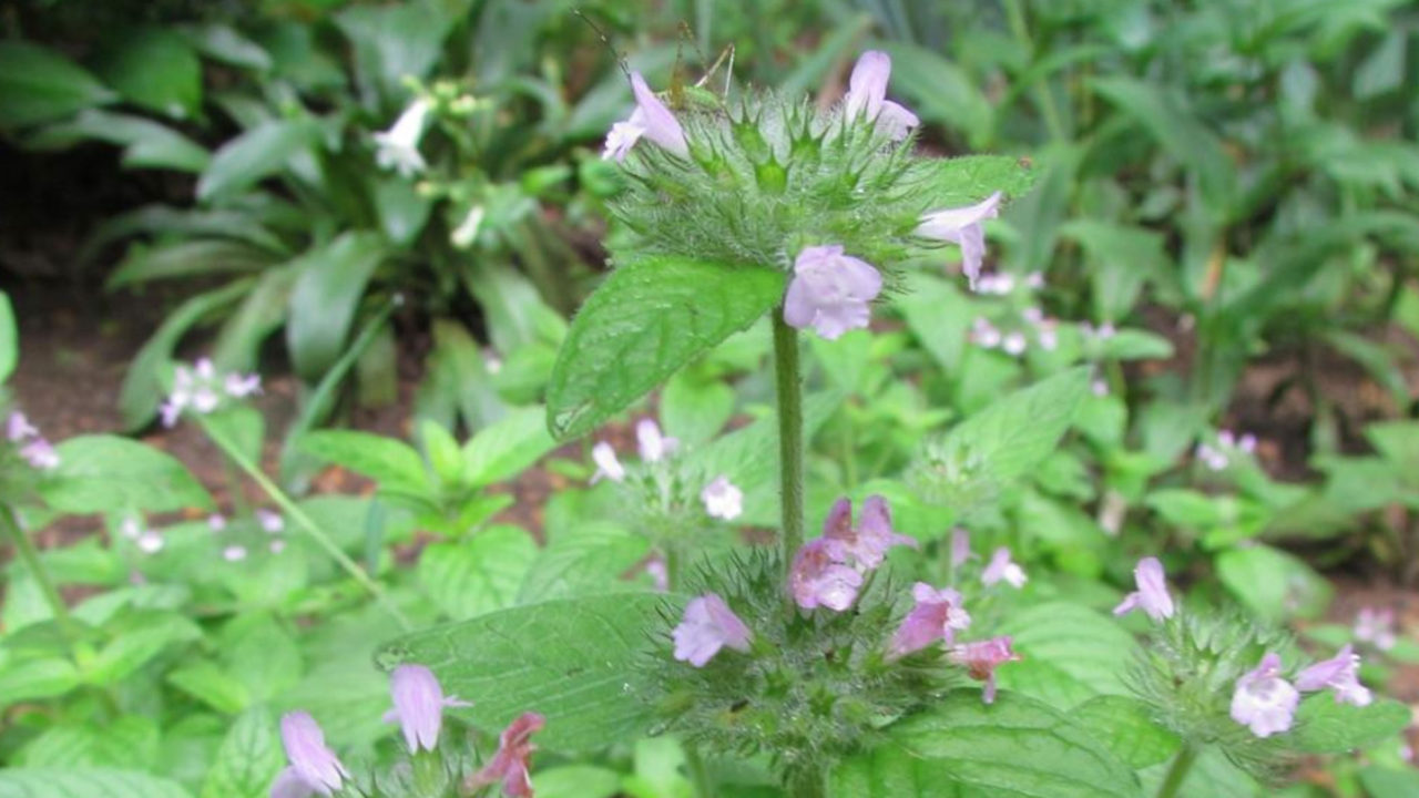Wild Basil LandGrant Brewing Company
