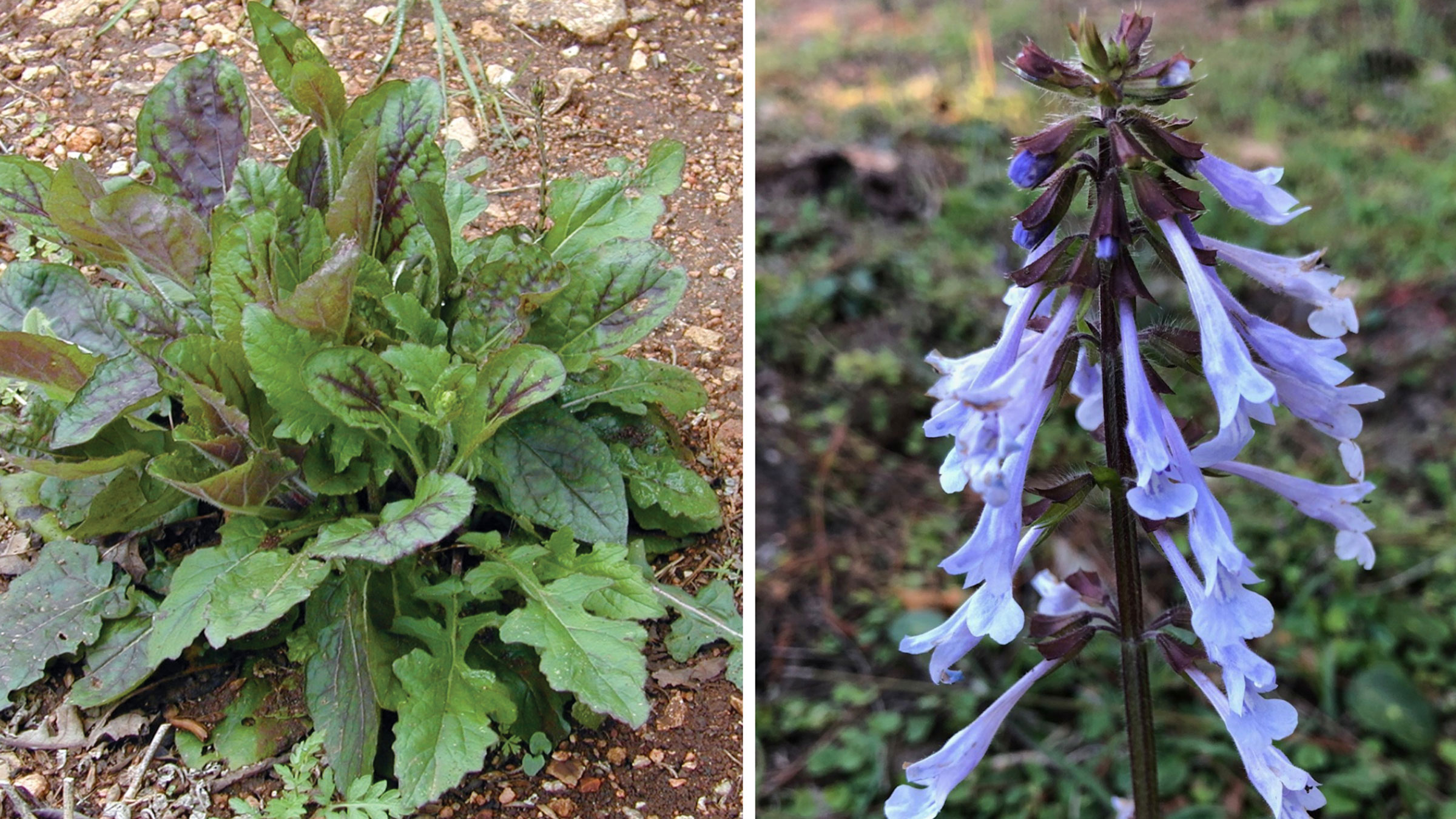 Lyreleaf Sage LandGrant Brewing Company