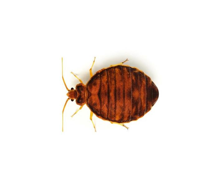Why are tenants not responsible for the treatment of bed bugs