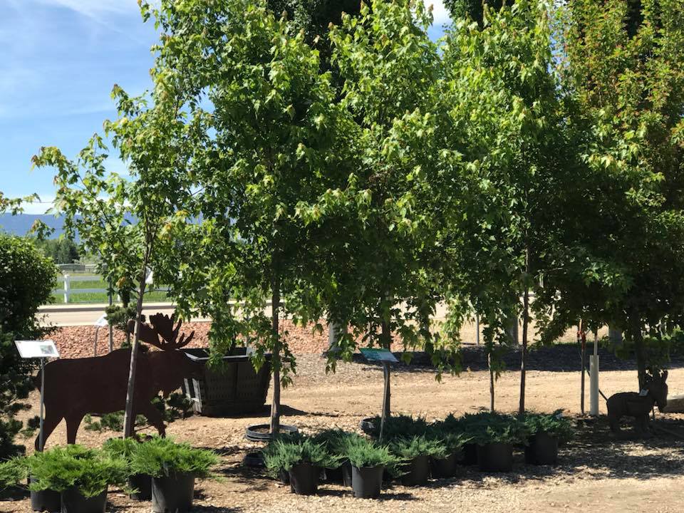 Trees Landons Greenhouse, Sheridan, Wyoming…