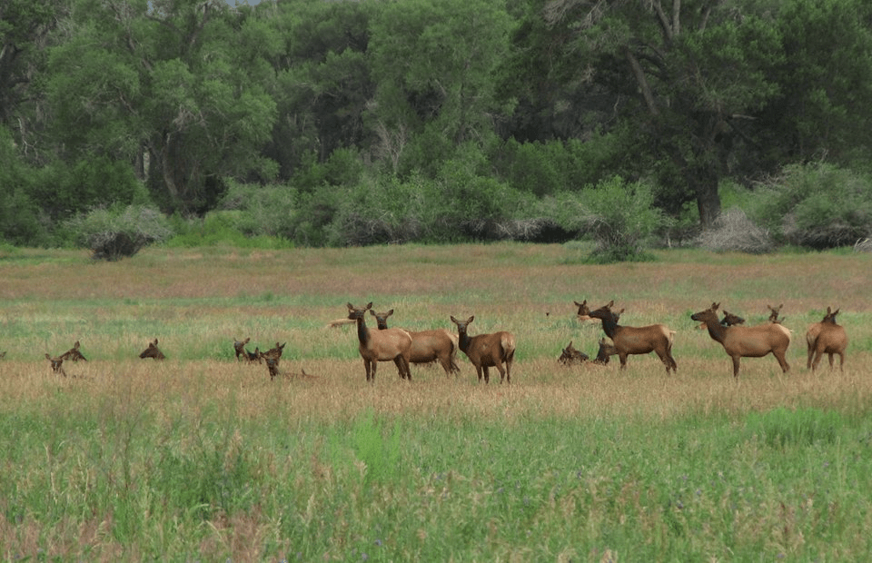 Sangre de Cristo Ranches Fort Garland, CO Mountain Paradise Landopia