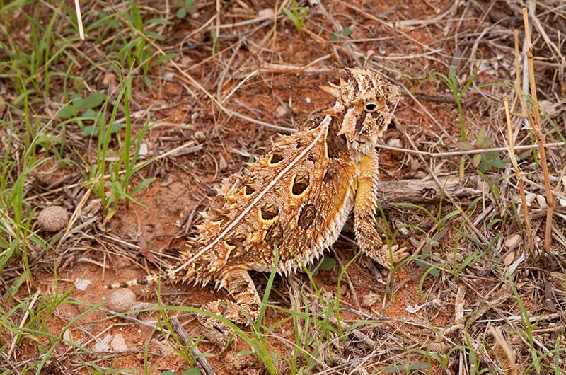 Texas Horned Lizard LandPKS