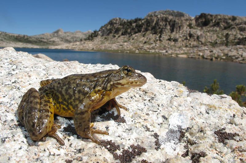 Yosemite What Do Toads Eat