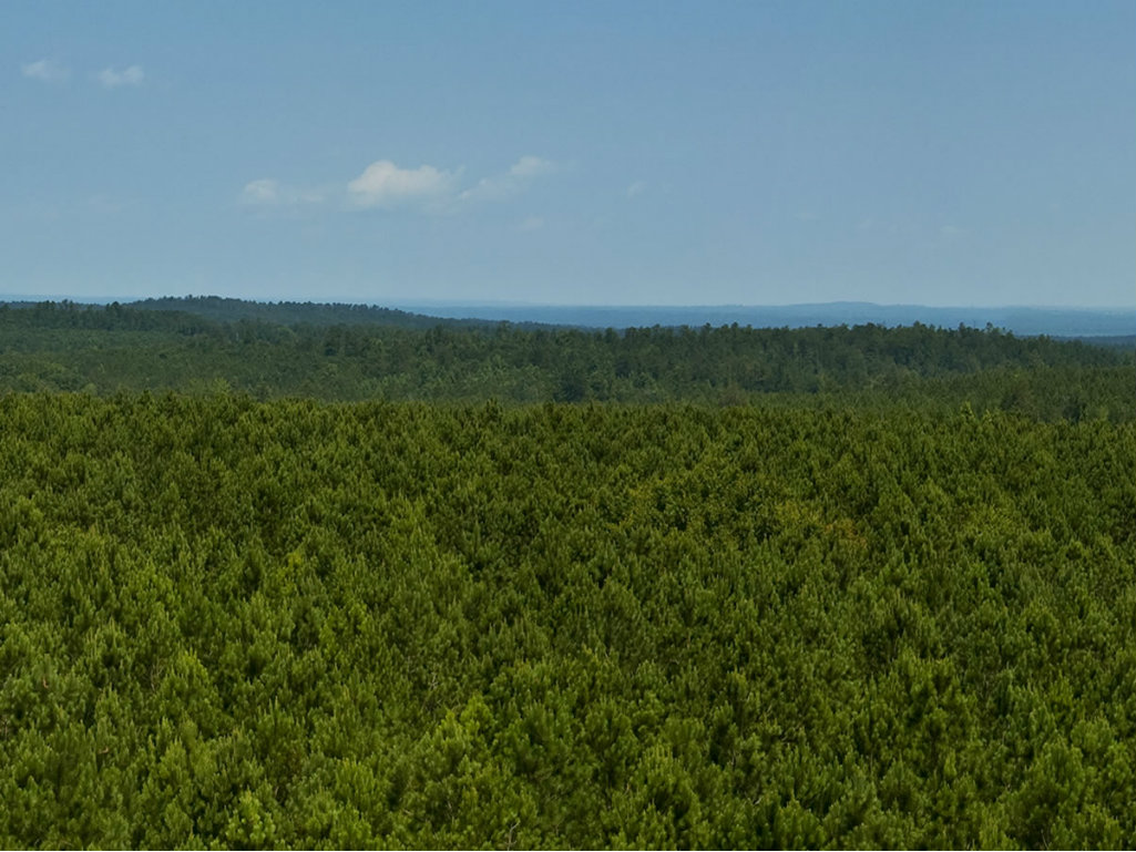 California Drought Claims 66 Million Dead Trees The Land Report