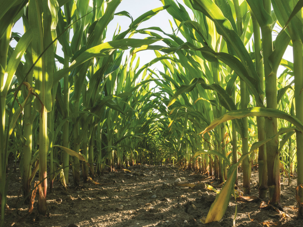 Indiana, Wisconsin Bolster Corn Belt Land Values The Land Report
