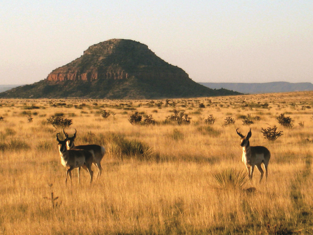 Bell Ranch The Land Report