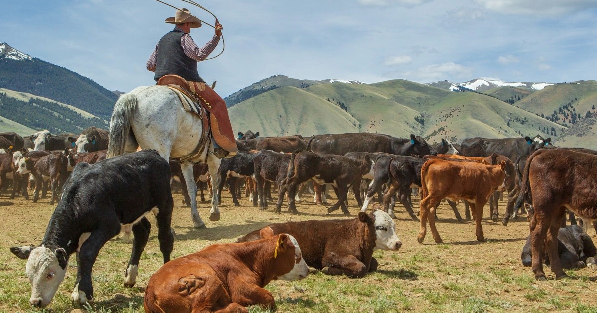 2021 Ranch Deal of the Year Murdoch Creates Matchless Montana Cattle