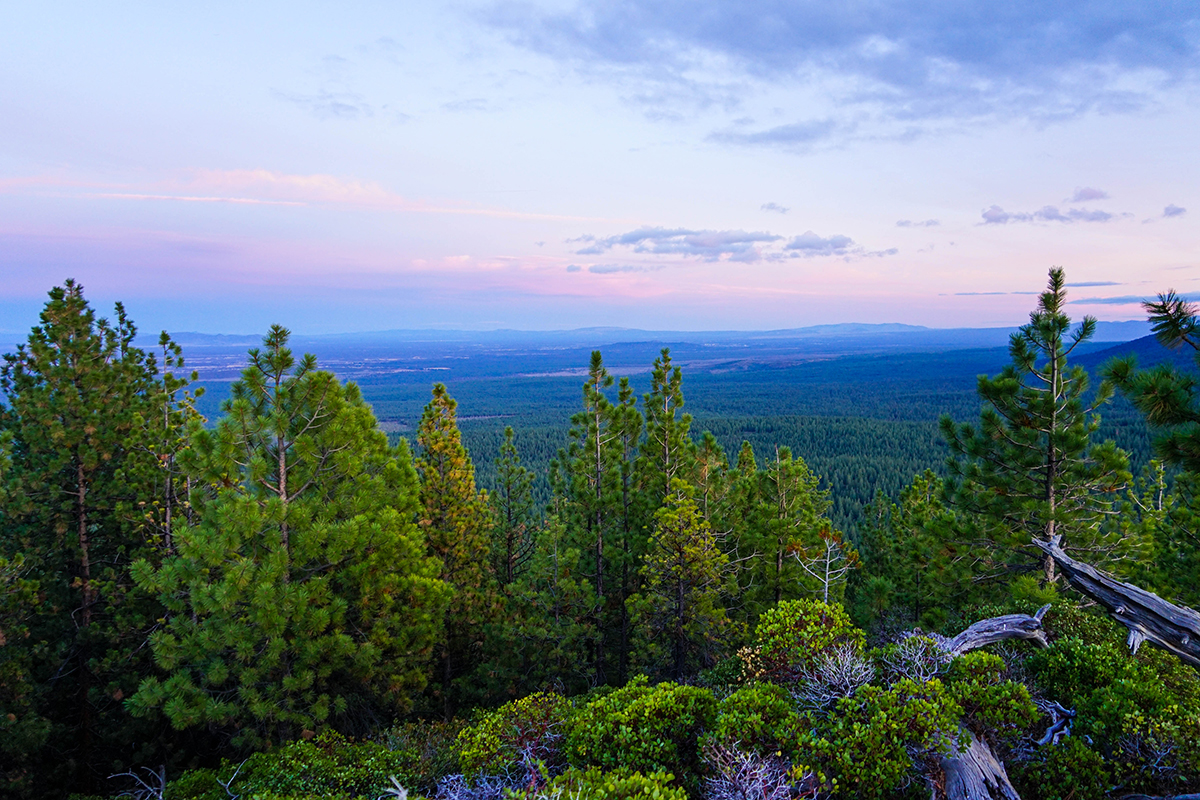 Bull Springs Skyline Forest The Land Report