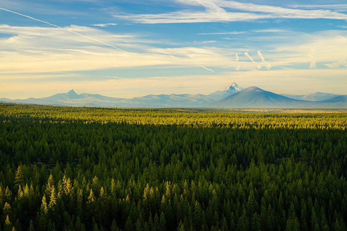 Bull Springs Skyline Forest The Land Report