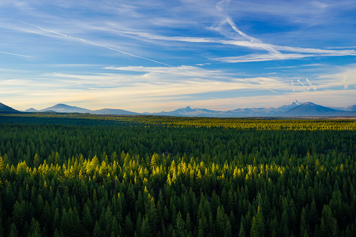 Bull Springs Skyline Forest The Land Report