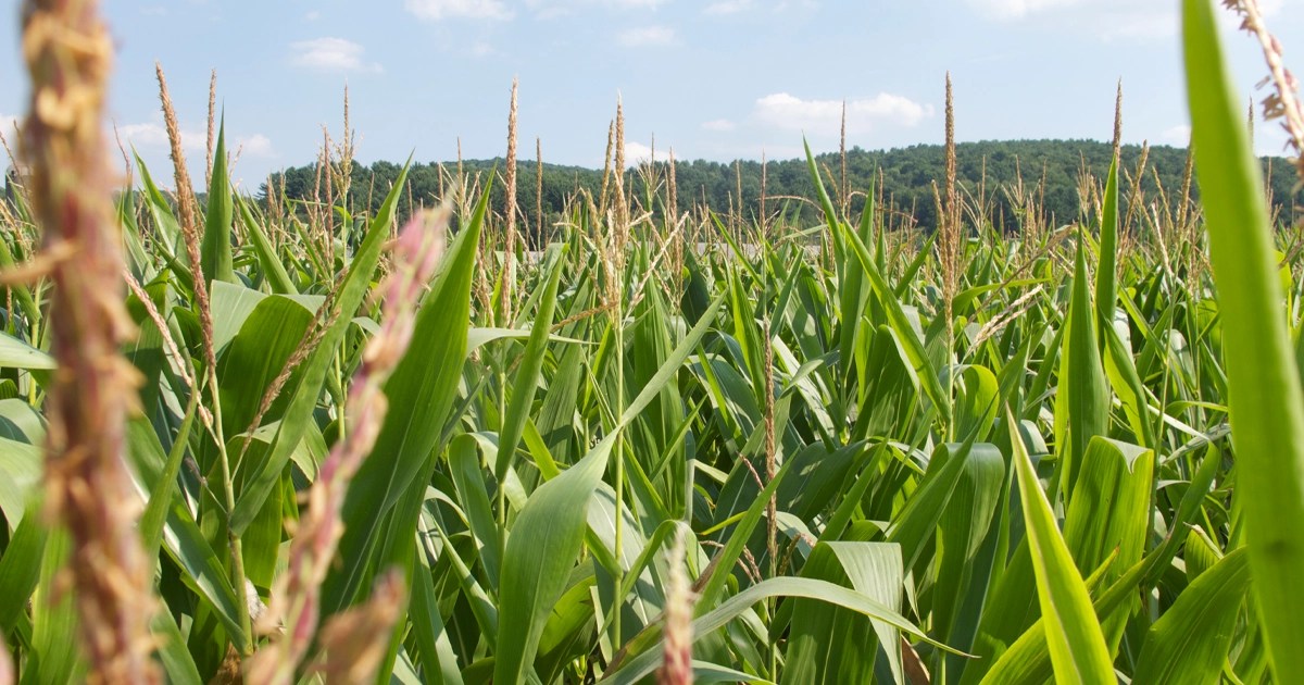 Farmland Reserve Acquires 41,554 Acres From Farmland Partners