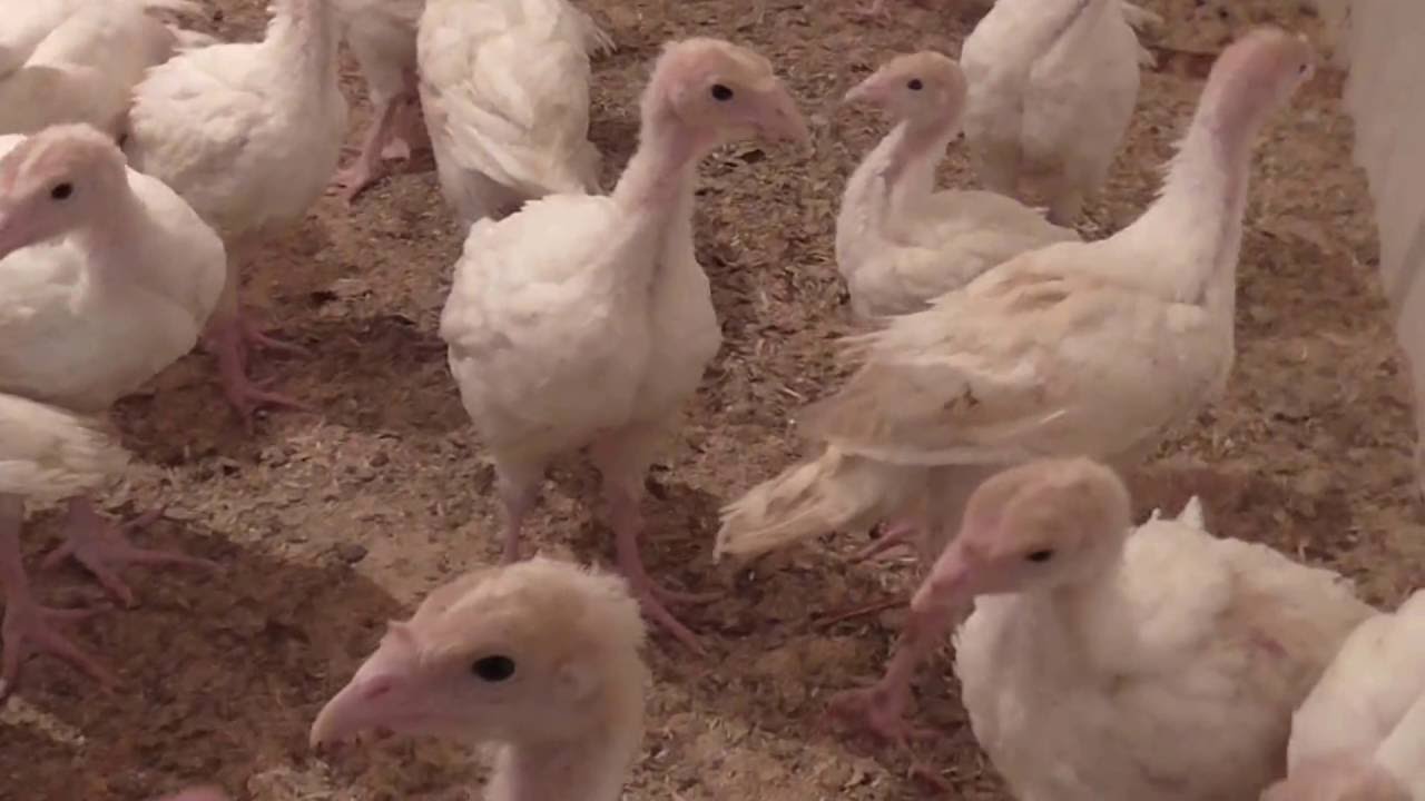 Treatment of diarrhea in turkey poults at home yellow stool in a turkey