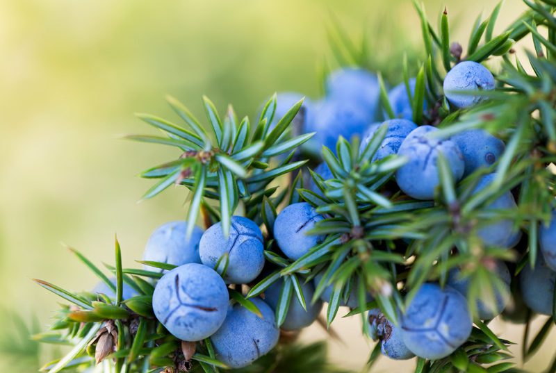 Beautiful Boxwood Alternatives Landscape Solutions