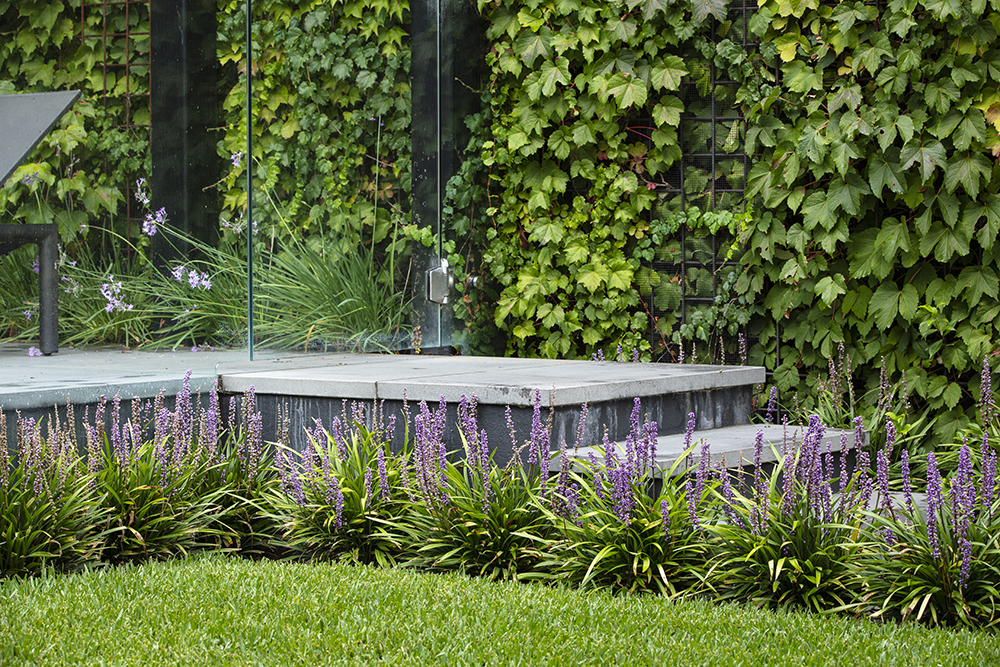 Plant File - Liriope Muscari (Lily Turf) - Ian Barker Gardens