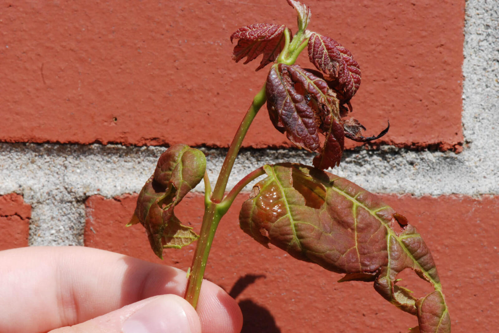 Potato leafhopper is a significant pest Landscape Ontario