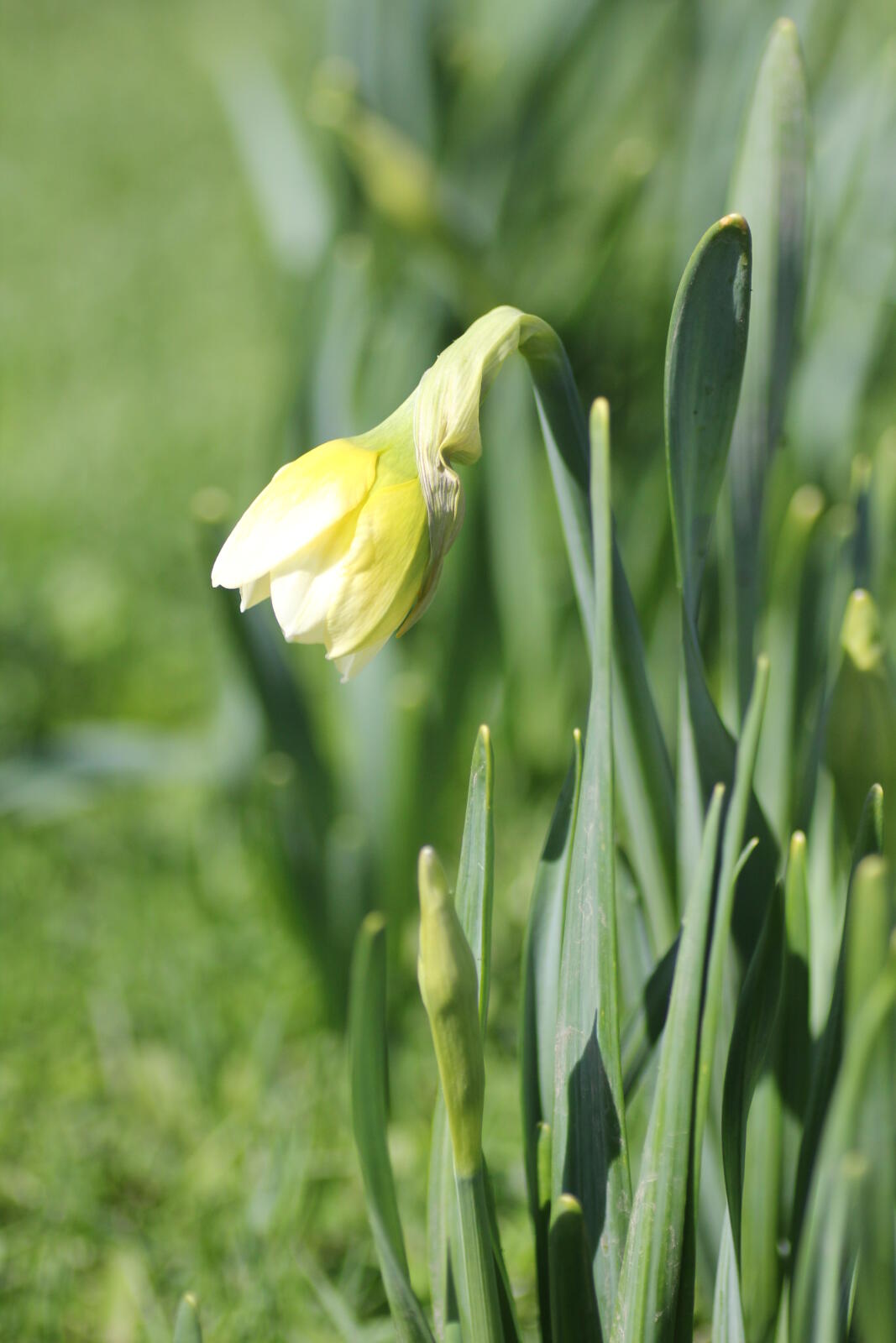 Keeping your garden all year long Landscape Ontario