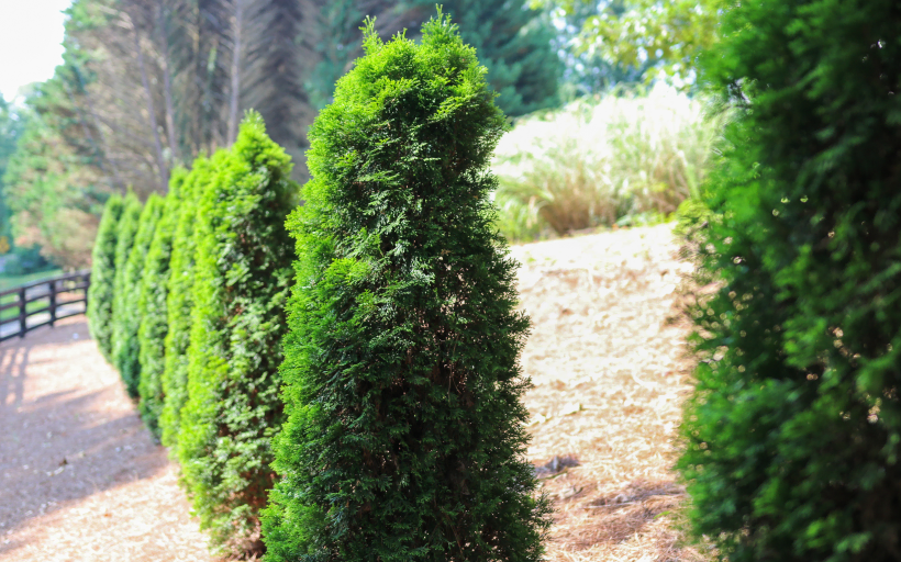 Client Gallery Landscape