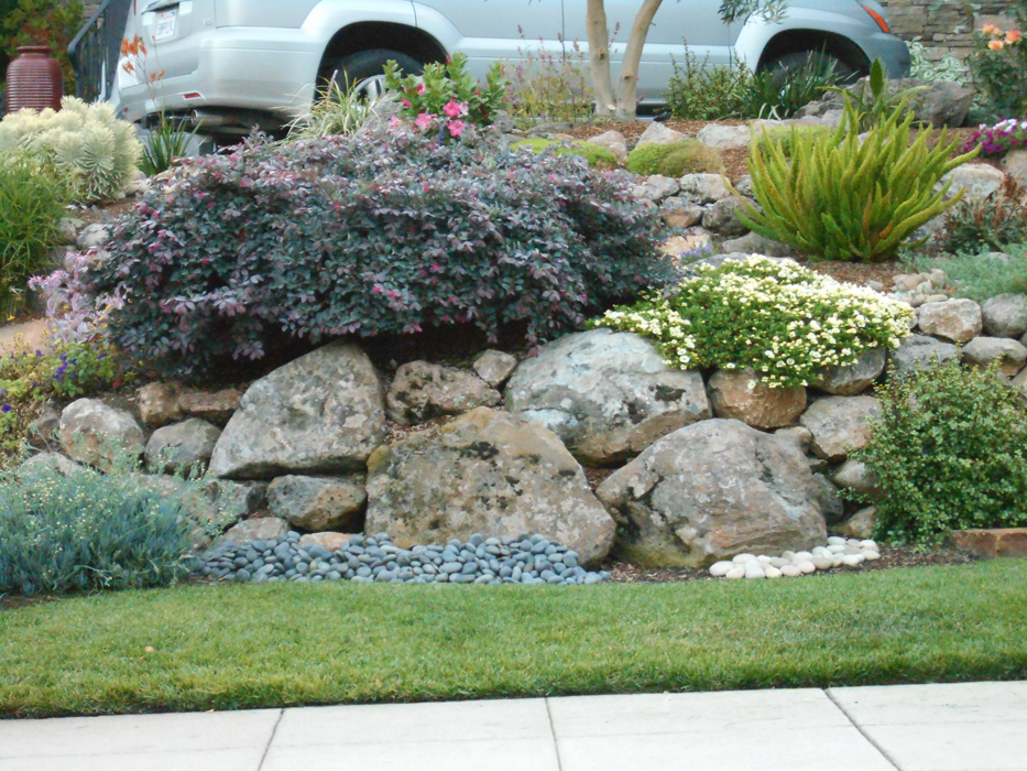 San Francisco Bay Area, Placer County Native Plant Photo Ideas