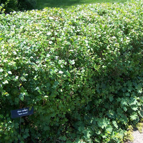 Shrub Photos Chinook Landscaping Calgary