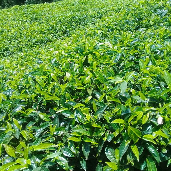 2 ACRES GATUNDU NORTH