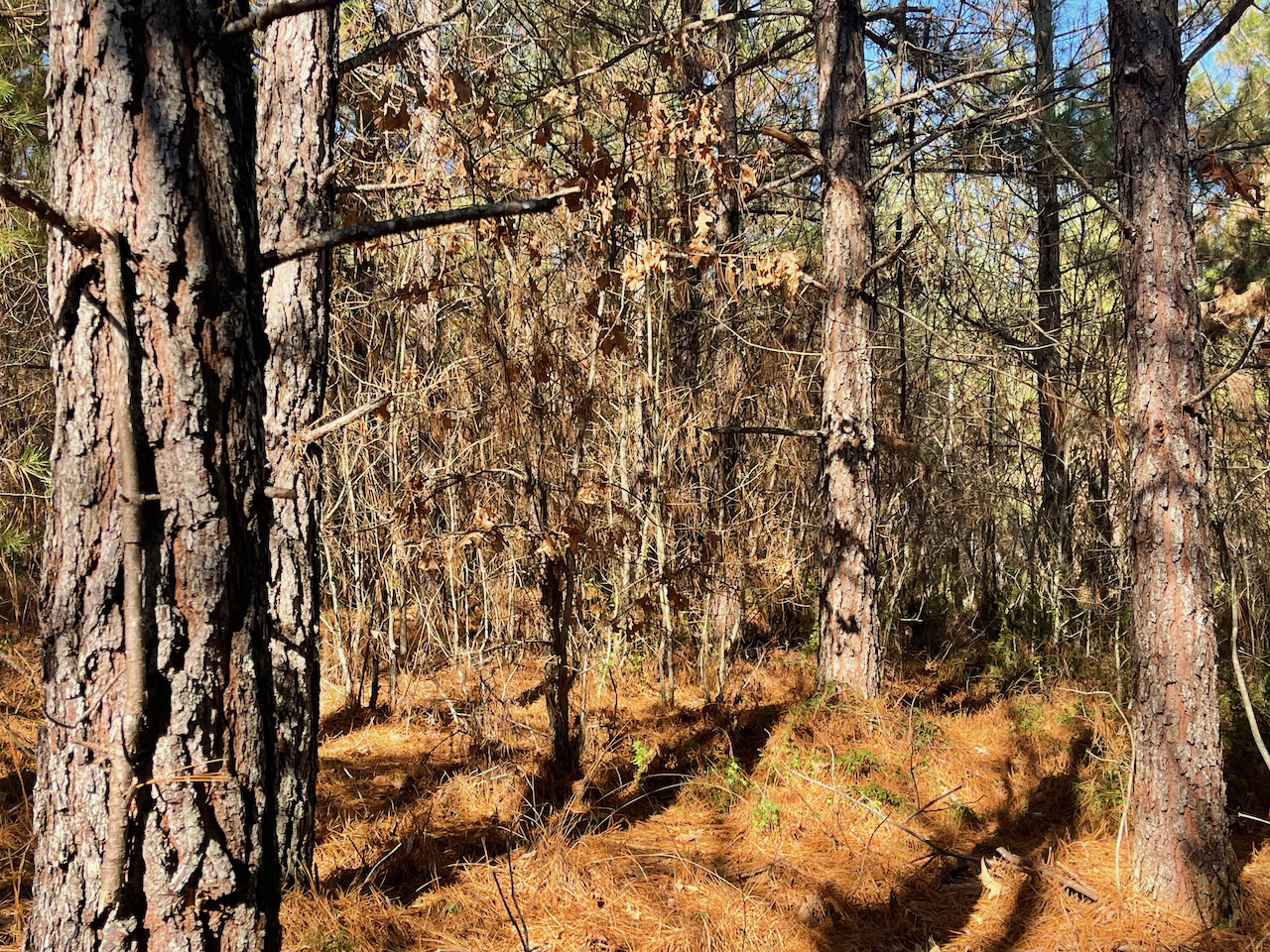 tn_land_with_a_spring_fed_stream_ 16 LandStruck