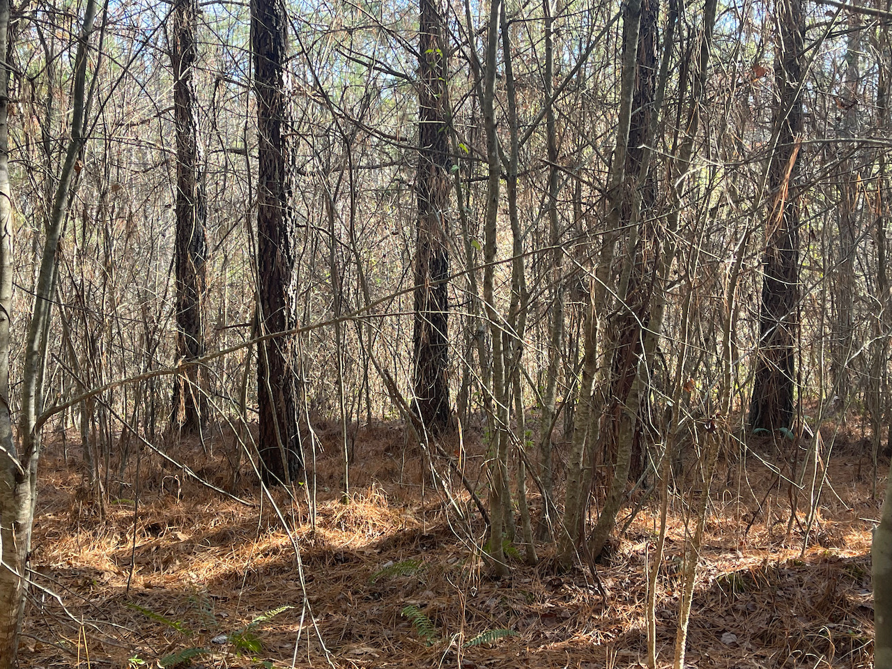 tn_land_with_a_spring_fed_stream_ 7 LandStruck