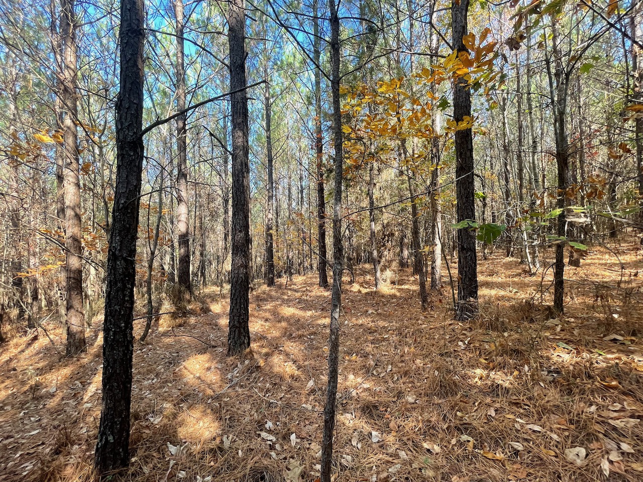 Land For Sale In Tennessee With Owner Financing APTR19 LandStruck