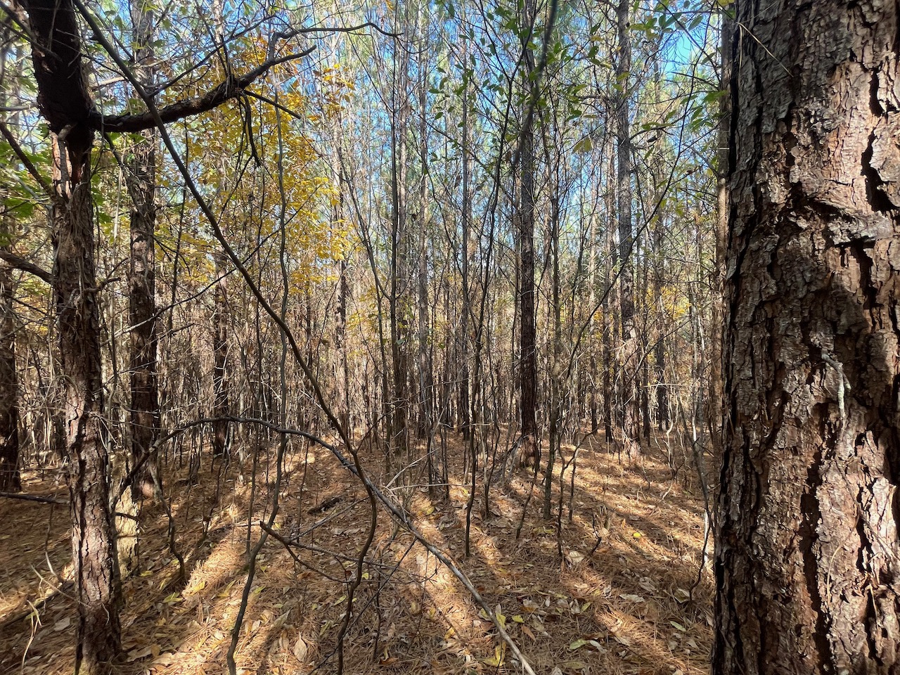 Land For Sale In Tennessee With Owner Financing APTR19 LandStruck