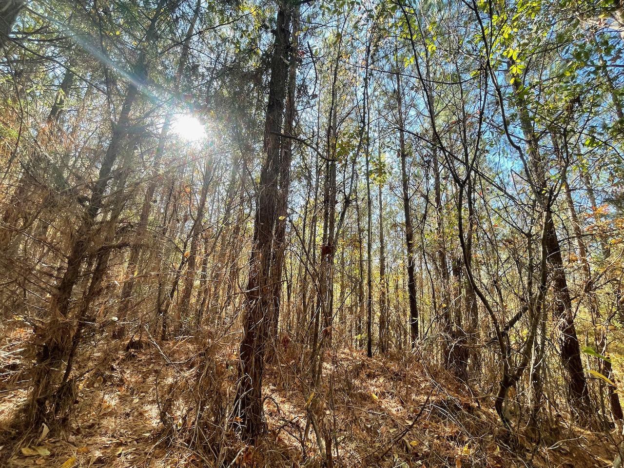 Land For Sale In Tennessee With Owner Financing APTR19 LandStruck