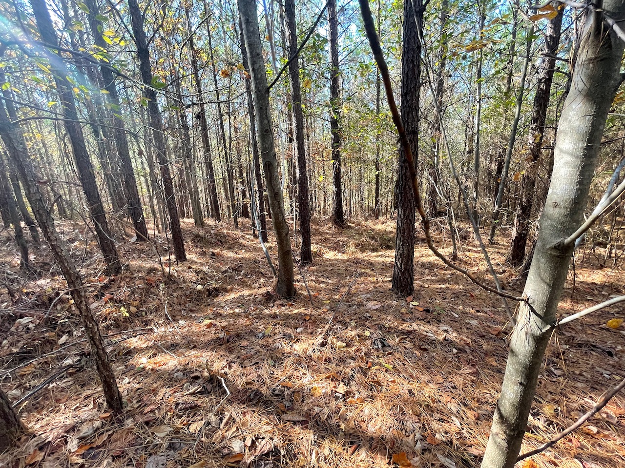 Land For Sale In Tennessee With Owner Financing APTR19 LandStruck