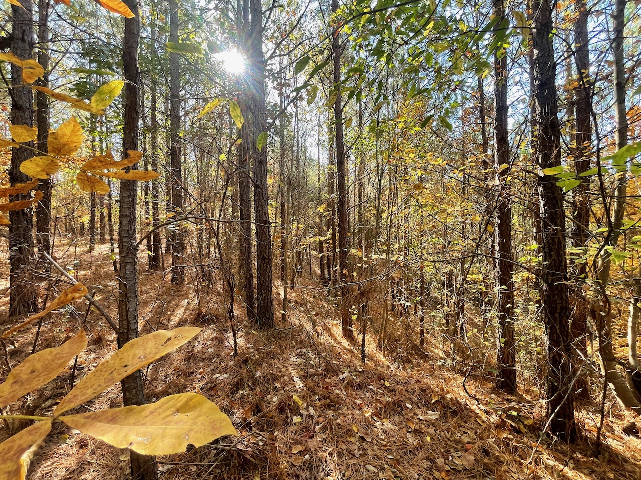 Land For Sale In Tennessee With Owner Financing APTR19 LandStruck