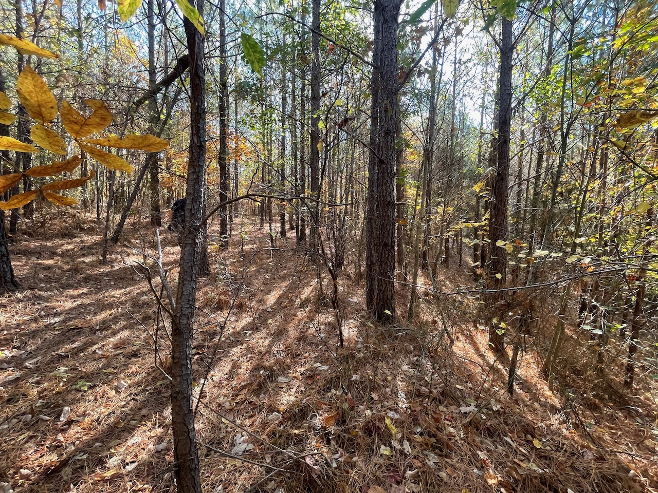 Land For Sale In Tennessee With Owner Financing APTR19 LandStruck