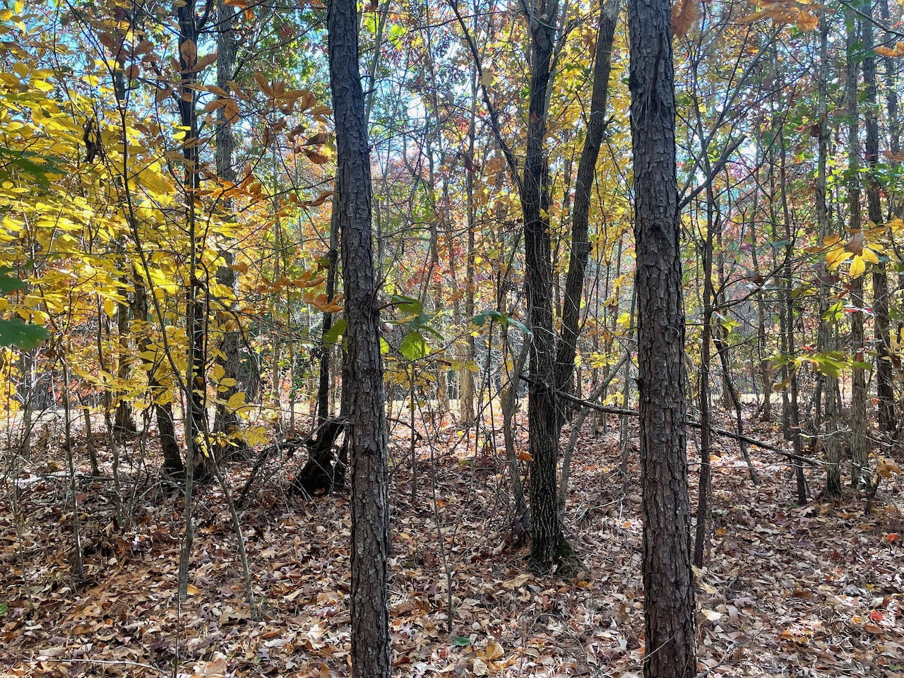 Land For Sale In Tennessee With Owner Financing APTR19 LandStruck