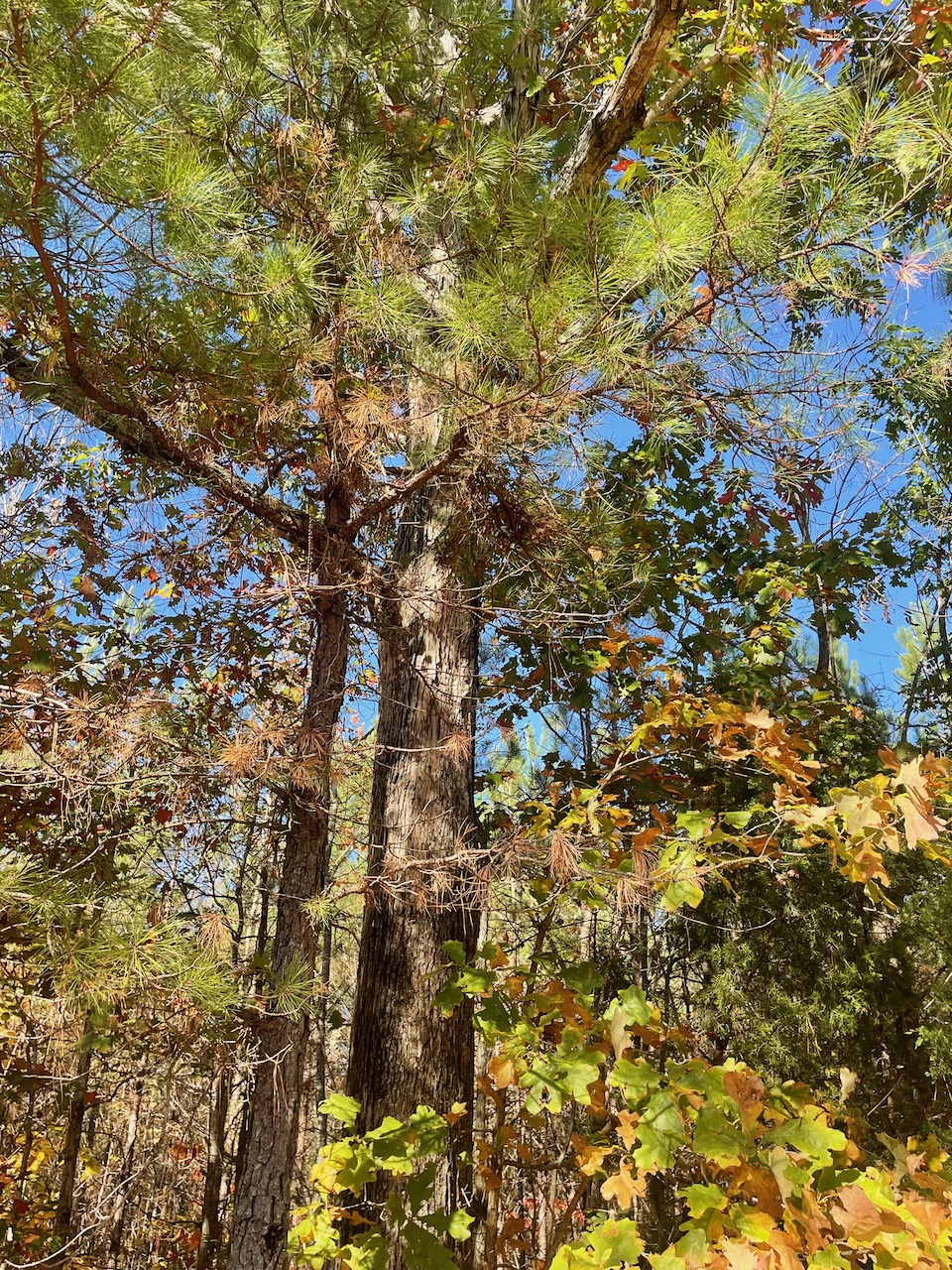 Land For Sale In Tennessee With Owner Financing APTR19 LandStruck