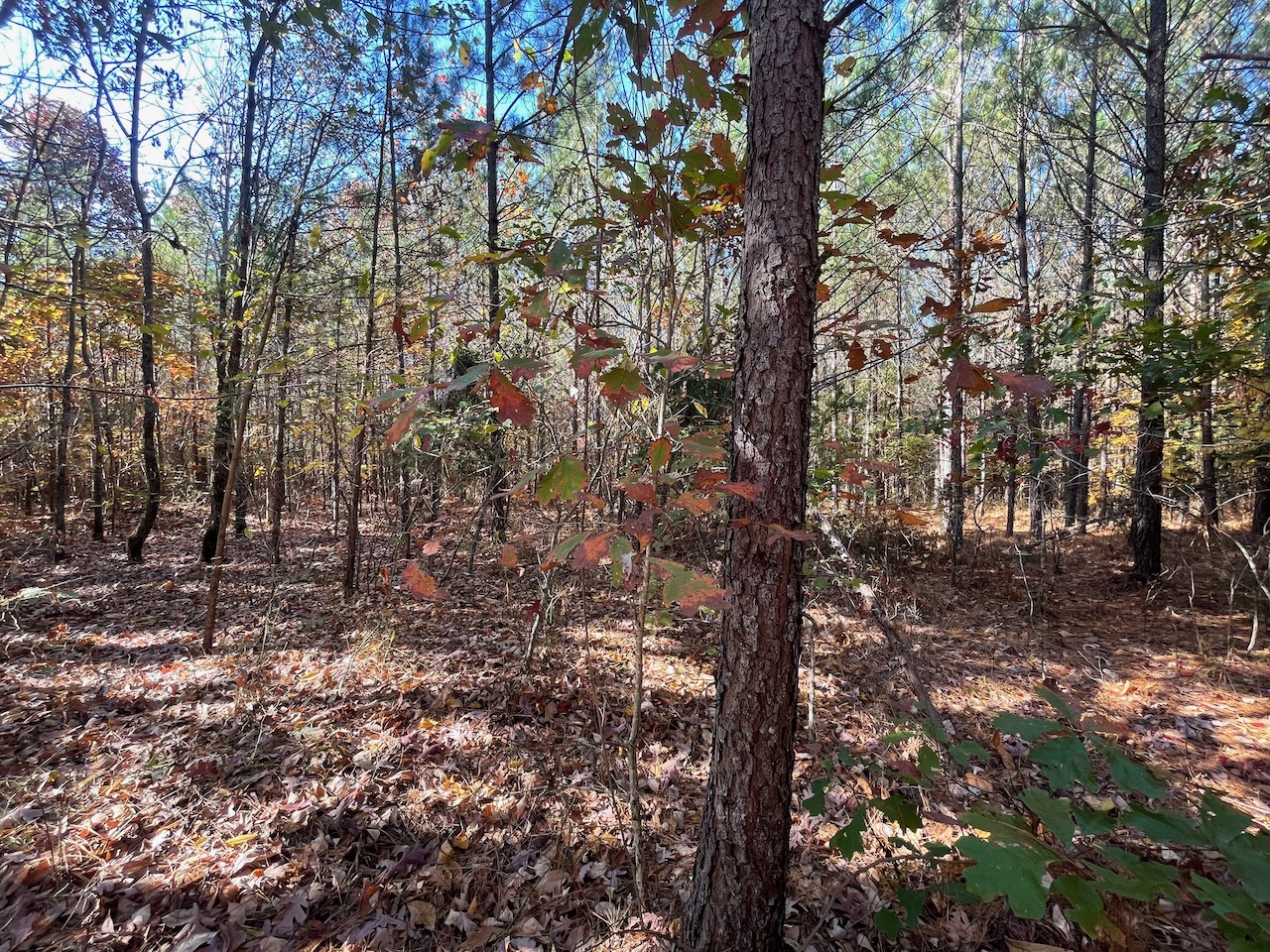 Land For Sale In Tennessee With Owner Financing APTR19 LandStruck