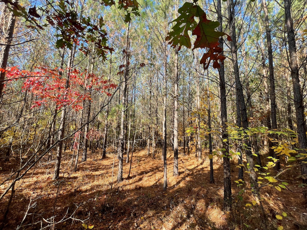 Land For Sale In Tennessee With Owner Financing APTR19 LandStruck