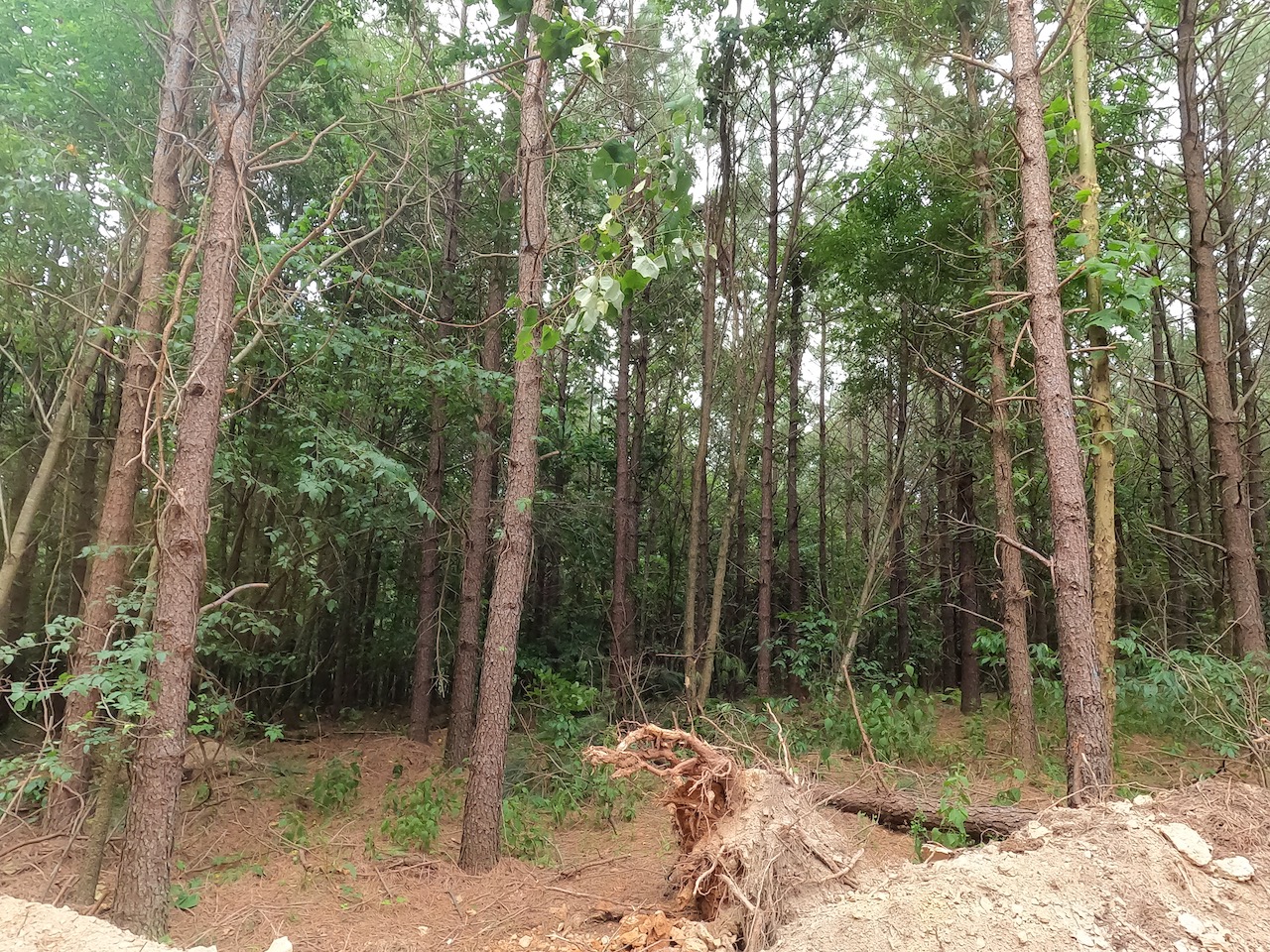 Unrestricted Land For Sale In Tennessee APTR7 LandStruck