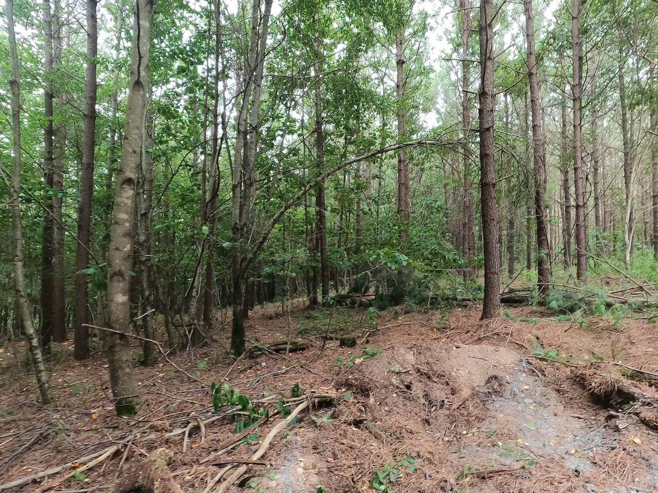 Unrestricted Land For Sale In Tennessee APTR7 LandStruck