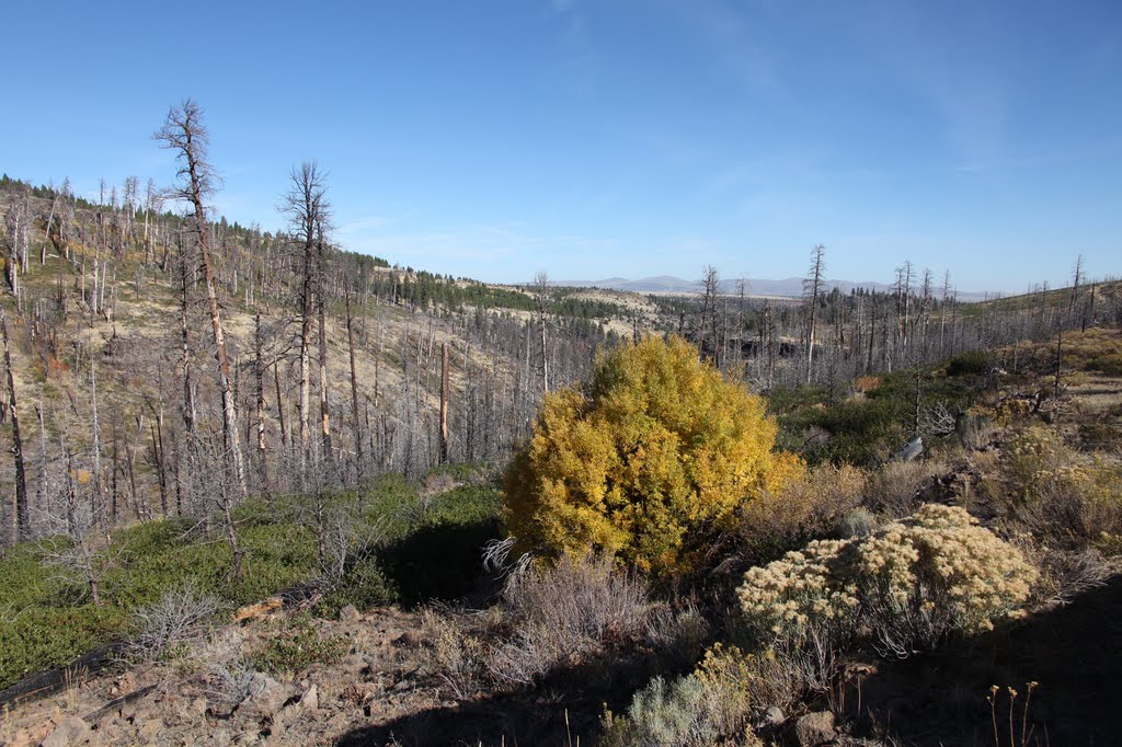 10 Acres in Lake County OR Land Trove