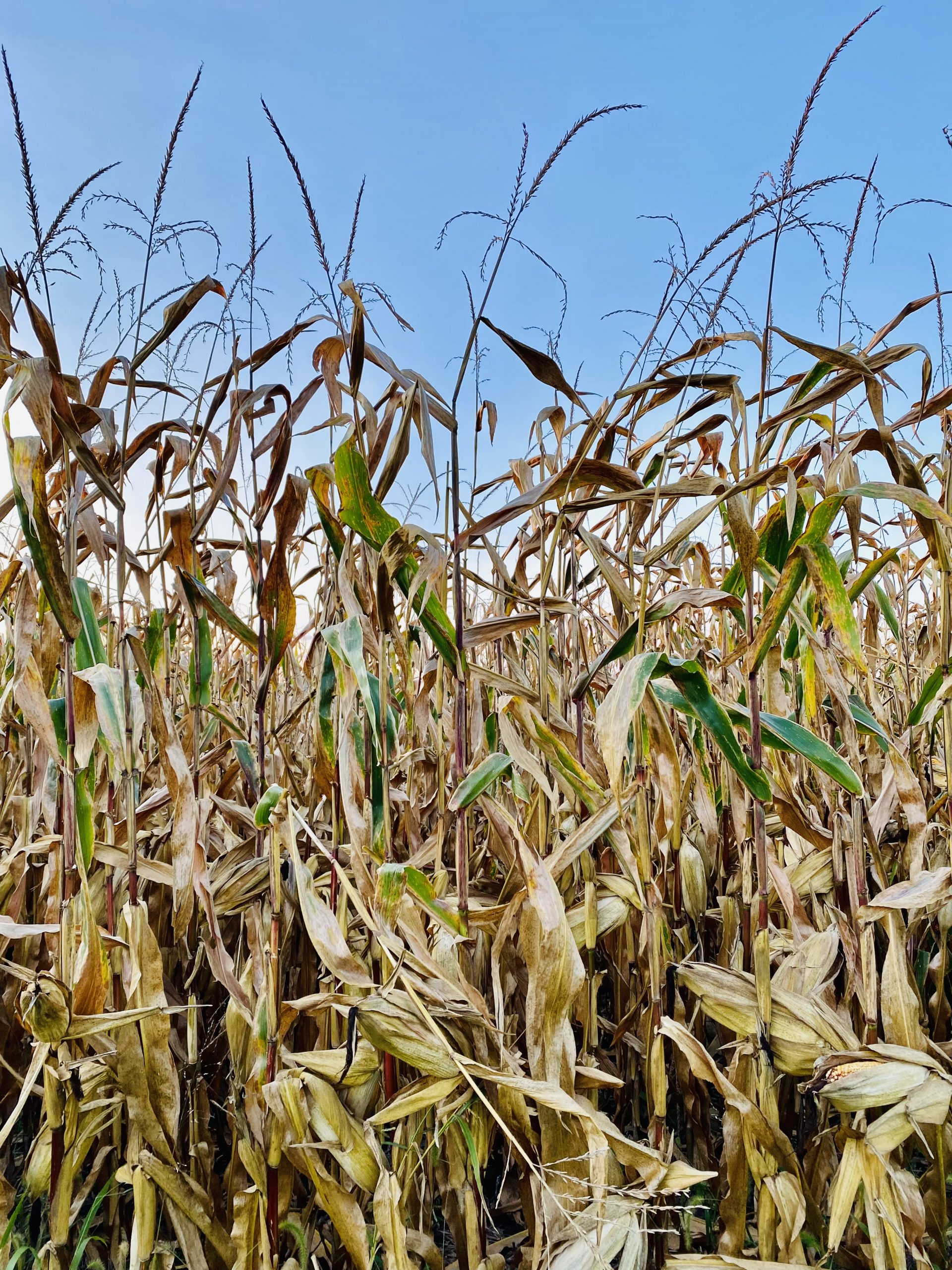 TAX SECTION 179 Farm Field Tile Expense & Depreciation for Farmland