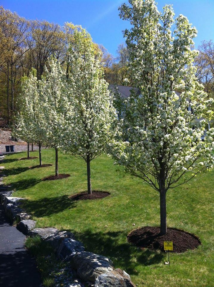 Pruning and Trimming in Westchester County, NY Landwork Contractors