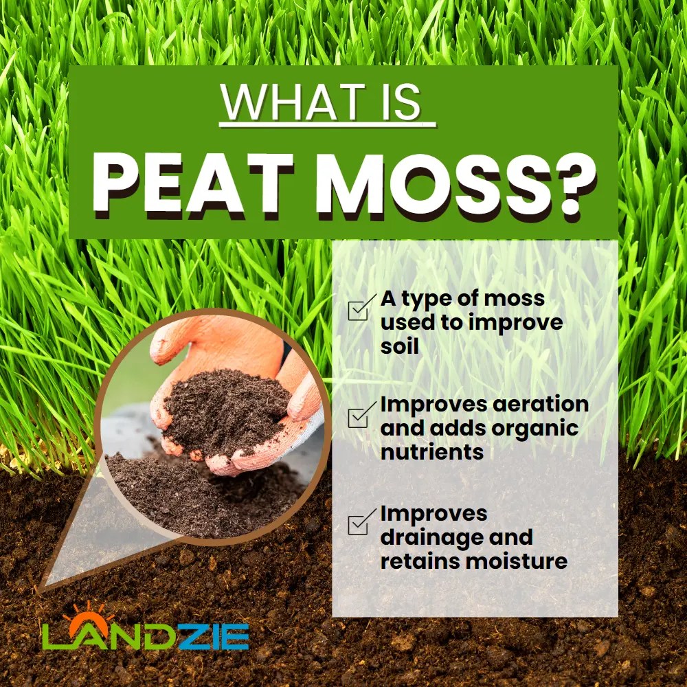 Should I Use Peat Moss In My Garden Fasci Garden