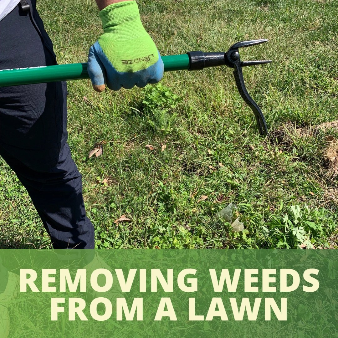 Removing Weeds from a Lawn