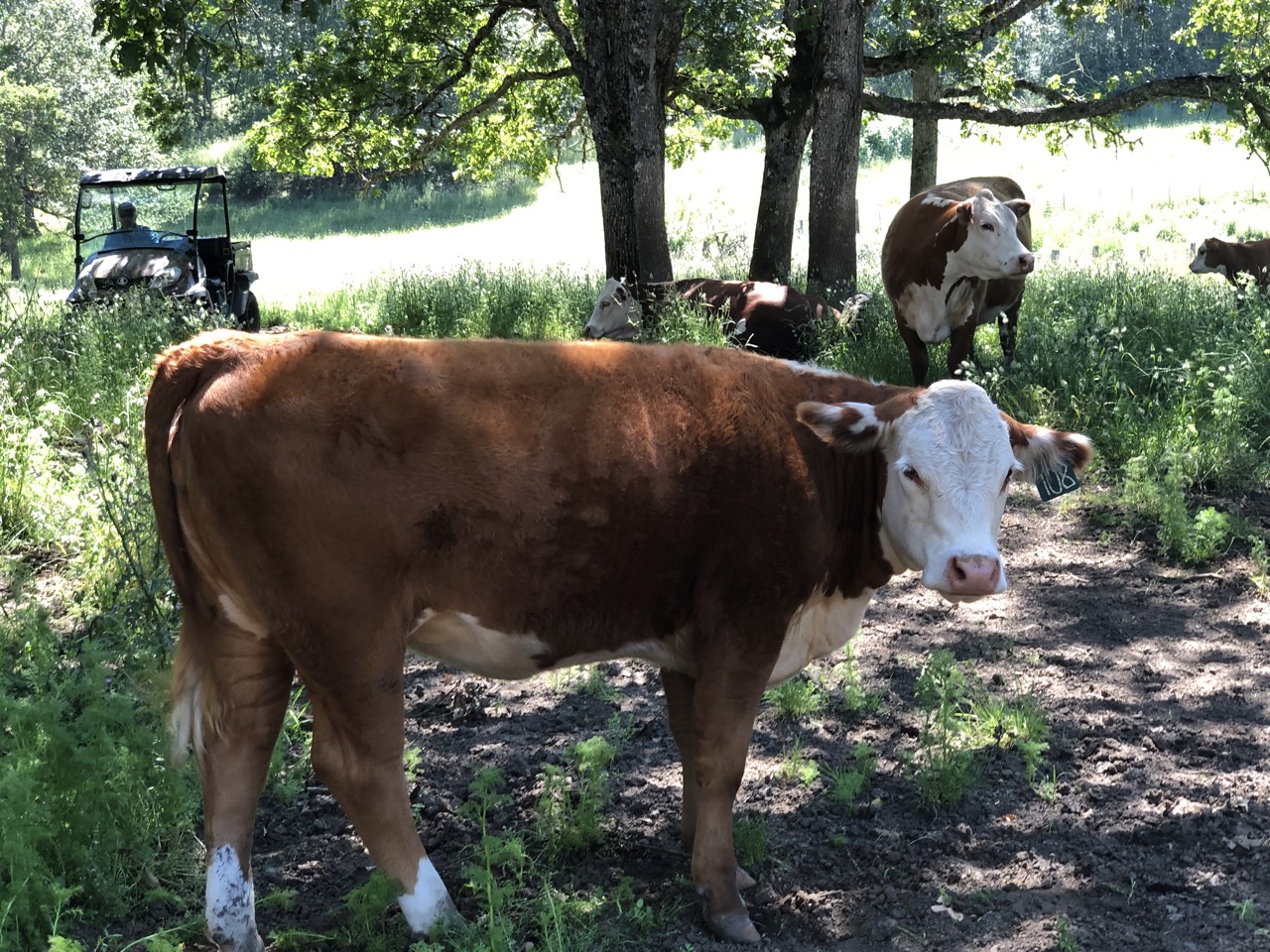 Polled Hereford Heifers For Sale in Oregon Lane Mountain Herefords